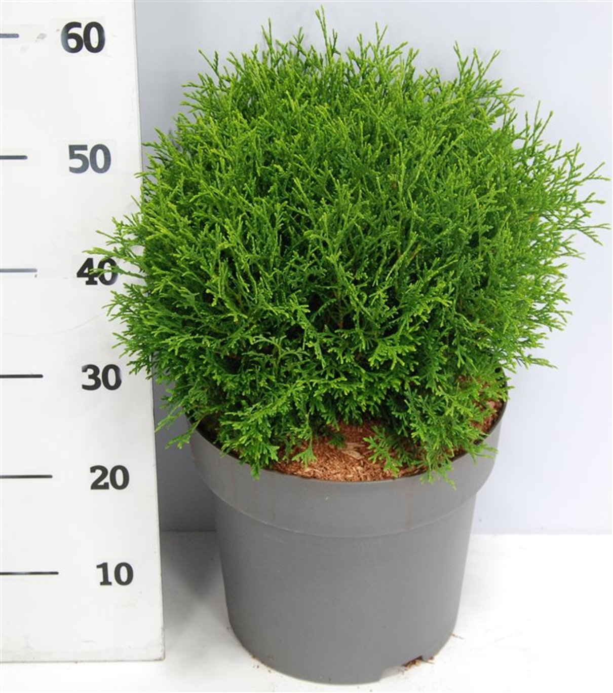 Thuja occ. 'Tiny Tim' - C12 50-60 CM